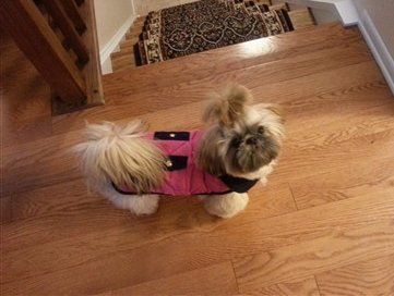 shih tzu wearing winter coat