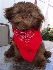 liver brown shih tzu