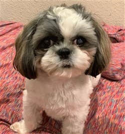 8 lb Shih Tzu