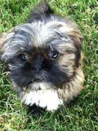 brindle shih tzu puppy