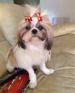 white Shih Tzu