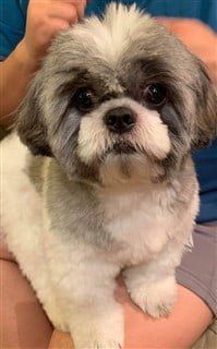 Silver and white double color Shih Tzu