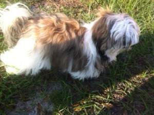 Shih tzu coloring after pic-01