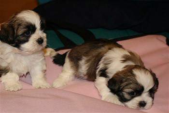 Shih tzu coloring before pic-01