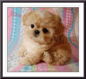 Shih Tzu breeder in California
