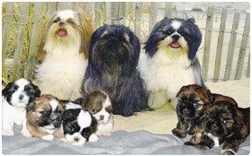 Shih Tzu breeder New York state