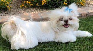 Shih Tzu 05 as an adult