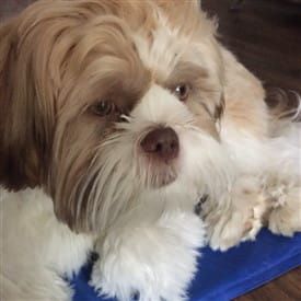 Shih-tzu-Alphie-Adult-pic