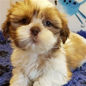 Shih-tzu-Alphie-puppy-pic