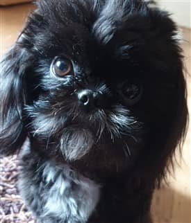 Shih-tzu-Bella-black-adult-pic
