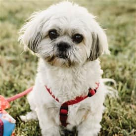 Shih-tzu-Lucy-adult-pic