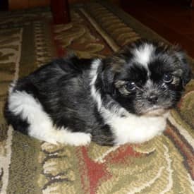 Shih-Tzu-Lucy-puppy-pic