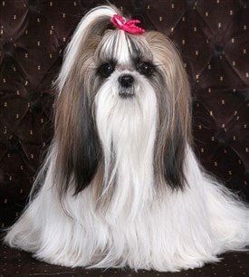 Shih-tzu-Maggie-adult-pic