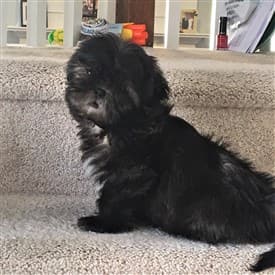 Shih-tzu-big-change-with-age-1