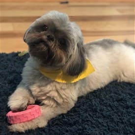 Shih-tzu-big-change-with-age-2