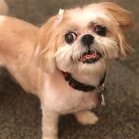 Shih-Tzu-Mini-Mae-adult-pic