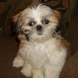 Shih-tzu-mini-mae-puppy-pic