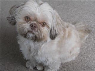 Shih-tzu-liver-diluted-to-beaver-lavender
