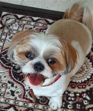 Example of gold colored Shih Tzu dog