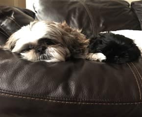 A Shih Tzu sleeping on a sofa
