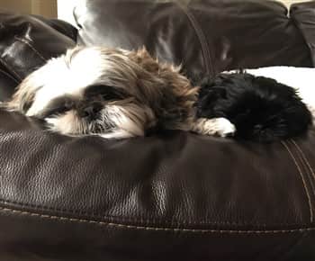 A Shih Tzu sleeping on a sofa