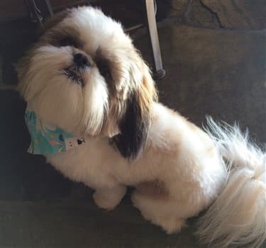 a Shih Tzu looking up