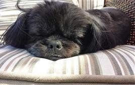 solid black shih tzu-male-03.