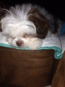 liver shih tzu dog, brown nose
