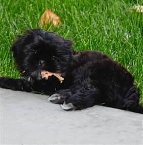 All black Shih Tzu dog