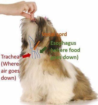 Anatomy of Shih Tzu neck
