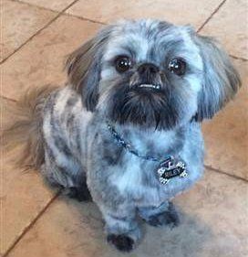 shih-tzu-after-coat-color-change-04