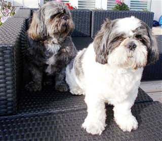 The biggest Shih Tzu dogs
