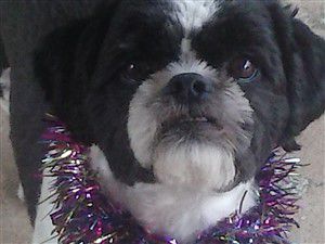 black and white shih tzu, male