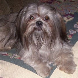 Example of blue Shih Tzu dog