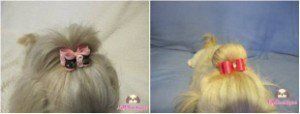 bows in place on Shih Tzu