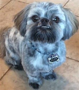 Brindle colored Shih Tzu dog