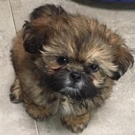 brindle-puppy-01-puppy-pic
