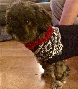 brindle-shih-tzu-011