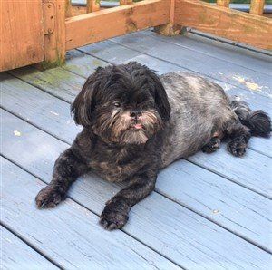 Brindle Shih Tzu, 13 years old