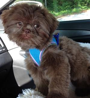 brown-shih-tzu-in-car-medium