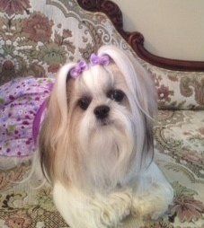 partially white shih tzu 