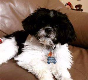 black and white shih tzu puppy-07.