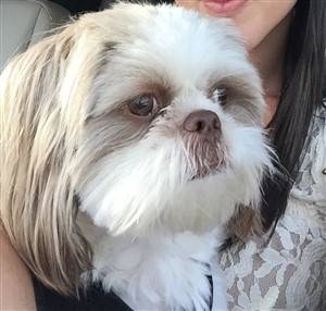 close up of liver colored shih tzu