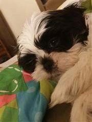 white-black-shih-tzu-puppy