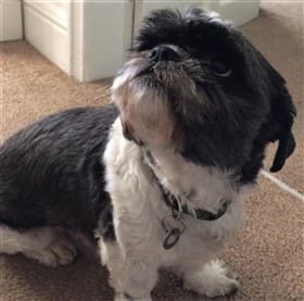 example of double colored Shih Tzu dog