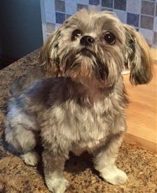 brindle as adult shih tzu