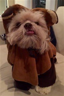 Ewok dog costume