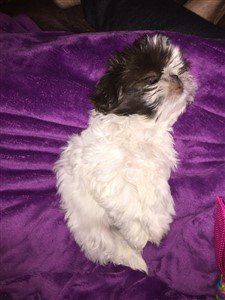 example-1-newborn-brown-white