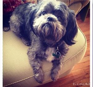 example-of-brindle-shih-tzu -