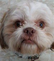 nugget-liver-shih-tzu-cream coa
